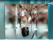 فيديو.. وزير النقل ساخرا من صورة حمار  بـ"قطار منوف": "يا ترى دفع ولا لأ"