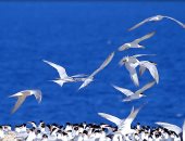 شاهد ...رحلة الطيور المهاجرة من أوروبا لأفريقيا على جزر بالبحر الأحمر 