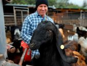 بعد حظر تكاثره 60 عاما.. إسرائيل تسمح بتربية الماعز الأسود مجددا