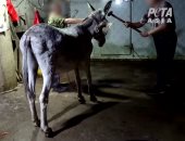 إندبندنت: ملايين الحمير "تضرب حتى الموت بالمطارق" لصناعة الأدوية بالصين