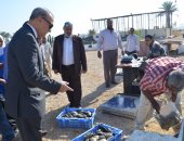 صور.. محافظ قنا : توزيع 1000 كيلو من أسماك المزرعة السمكية
