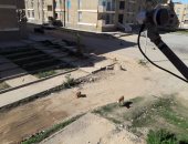 الكلاب الضالة تثير الذعر بين أهالى المنطقة الرابعة فى مدينة السادات "صور"