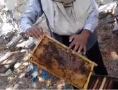 فيديو.. تعرف على أنواع عسل النحل الطبيعى .. كيفية استخراجه من الخلايا 