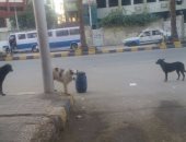 اضبط مخالفة.. انتشار الكلاب الضالة بشوارع بنى سويف والواسطى 