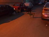 بالصور .. شكوى من انتشار الكلاب الضالة فى شوارع شبرا مصر