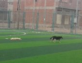 صور.. ذعر بين تلاميذ وأهالى قرية السيالة بدمياط بسبب انتشار الكلاب الضالة