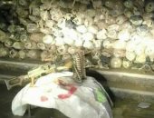 ضبط 750 كيلو بانجو وسلاح متعدد فى حملة أمنية بالاسماعيلية