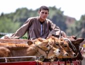 صورة اليوم .. لو ضحكة من قلبنا هتفيض وهتكفى