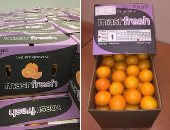 البرتقال المصرى الثانى عالميا ويصدر إلى 100 دولة وينافس الأسبانى والتركى