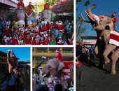 أفيال ترتدى زى سانتا كلوز احتفالا بالكريسماس فى تايلاند