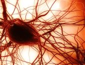 أمل جديد لمرضى ضمور العضلات باستخدام الخلايا الجذعية.. تعرف عليه