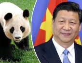 س و ج.. كيف استخدمت الصين "الباندا" سفيرا لدبلوماسيتها مع الدول الأجنبية؟