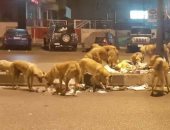 انتشار الكلاب الضالة بشارع 9 فى المقطم.. والأهالى يعبرون عن استيائهم 
