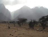 10 معلومات عن أشجار "التنين" بالبحر الأحمر.. استخدمها الفراعنة فى التحنيط