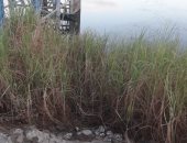 صور .. اضبط مخالفة .. إلقاء القمامة والجيفة فى مآخذ مياه محطة مغاغة