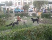 انتشار الكلاب الضالة داخل الحرم الجامعى بكلية التربية النوعية فى أسوان