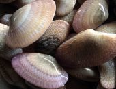 طازة وعال يا أم الخلول.. صيادو الإسماعيلية يخرجون كنز فيتامينات المحار.. صور