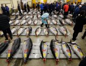 صور.. إقبال كثيف على أكبر سوق سمك فى العالم باليابان