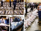 إقبال كثيف على أكبر سوق سمك فى العالم باليابان