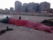 العثور على حوت نافق يزن 4 أطنان بأحد شواطئ الإسكندرية