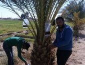 صور.. ظهور إصابات جديدة لمرض سوسة النخيل بالوادى الجديد