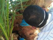 صور.. تدريب شباب الخريجيين على اكتشاف ومكافحة مرض سوسة النخيل بالداخلة  