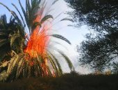 صور.. السيطرة على حريق فى مزرعة نخيل بقرية الهنداو بالداخلة دون إصابات