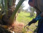 صور ..وكيل زراعة الوادى الجديد يتفقد أعمال فحص ومكافحة سوسة النخيل بالداخلة