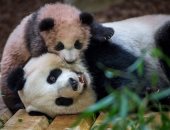 صور.. الباندا "هوان هوان" تساعد طفلتها على التعايش فى حديقة حيوان فرنسا