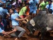 صور.. انطلاق مهرجان "جاليكاتو" للسيطرة على الثيران الهائجة فى الهند