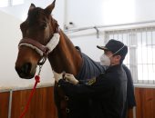 صور.. أول ظهور لحصان الحرس الجمهورى الفرنسى هدية ماكرون لنظيره الصينى
