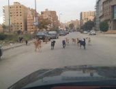 انتشار الكلاب الضالة فى شارع عماد حمدى بمدينة نصر والأهالى يستغيثون.. صور