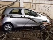 سقوط شجرة على سيارة بسبب سرعة الرياح بالمنصورة وانقطاع الكهرباء