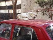 صور.. الكلاب الضالة تزعج أهالى شارع مسجد الشهداء فى الزيتون ومطالب بنقلها
