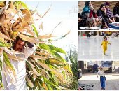 صور الشارع فى أسبوع.. ستات بلدنا قصة كفاح ملهاش نهاية.. عرق الفلاح بيروى الأرض والخير.. همة وعزم جنود مجهولين خلف التعمير والبناء.. الطفل الشقيان نسى طفولته عشان يجرى على رزقه. والصغيرة تمرح فى ساحة المسجد