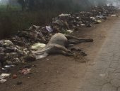 صور.. قمامة وحيوانات نافقة تثير غضب الأهالى فى منشأة البدوى بالدقهلية