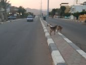 شكوى من انتشار الكلاب الضالة فى شارع إسماعيل وهبى بمدينة نصر