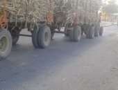 صور.. الطرق السريعة والزراعية بأسوان تحت قبضة مقطورات نقل القصب