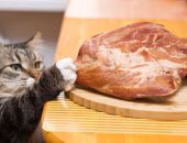 النظام الغذائى للكلاب والقطط المعتمد على لحم نيئ يعرضك للإصابة بالتيفويد