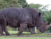 مقتل 1000 رأس من وحيد القرن بسبب الصيد"الحرام" فى إفريقيا