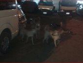 الكلاب الضالة تهدد أهالى الجزيرة الخضراء بالإسكندرية