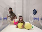عالم صينى: لا خطة لاستنساخ البشر بعد نجاح التجربة على القرود