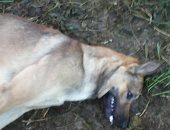 صور .. الكلاب تعقر مدير مدرسة وتسبب هلع لأهالى بسيون بالغربية