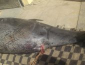 وزير التعليم العالى يستعرض تقريرا حول العثور على دولفين نافق بالعين السخنة