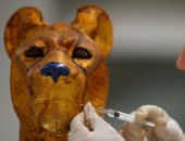 هل انتهى ترميم مقتنيات توت عنخ آمون الموجود بمعامل المتحف الكبير؟