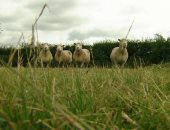 لوقف التغير المناخى.. بريطانيا تقرر خفض عدد الأبقار والأغنام