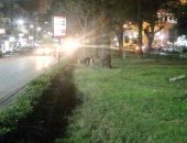 صور.. الكلاب الضالة تزعج سكان شارع جسر السويس ومطالب بنقلها بعيدا