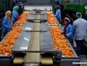 "البلدى يكسب".. مصر تحتل المرتبة الثالثة فى صادرات البرتقال للصين