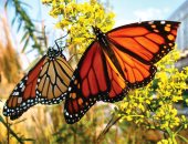 انخفاض حاد فى أعداد الفراشات الملكية التى تقضى الشتاء فى كاليفورنيا