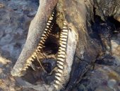 صور.. محميات البحر الأحمر: الدولفين النافق بغارب من نوع القاتل الكاذب